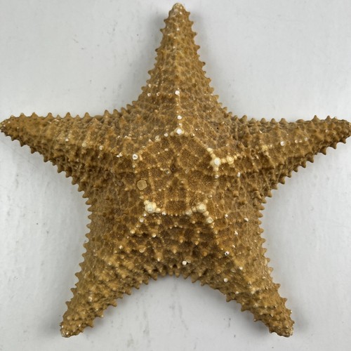 Large knobby cushion sea star - sea,