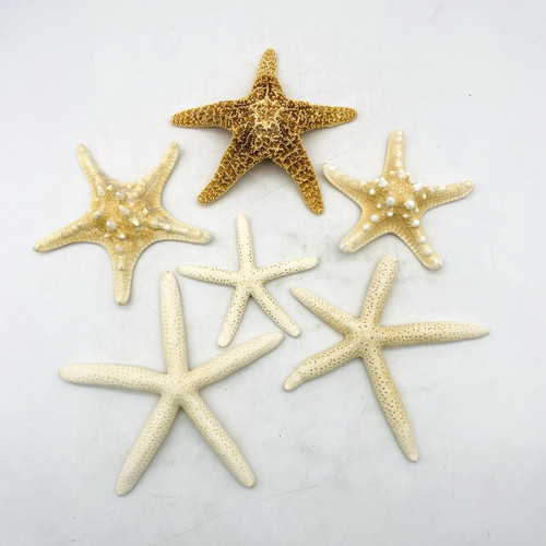 Lot natural starfish - 6,