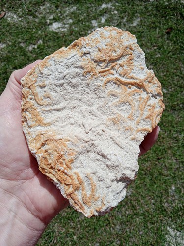 Large fossil multi brittlestar - fossil,
