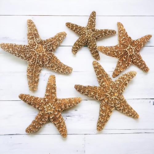 Real large starfish - large,