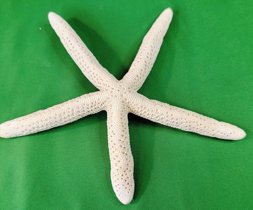 Starfish linckia sea star - starfish,