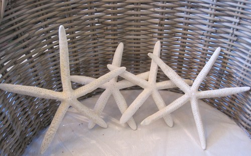 Large starfish beach - large,