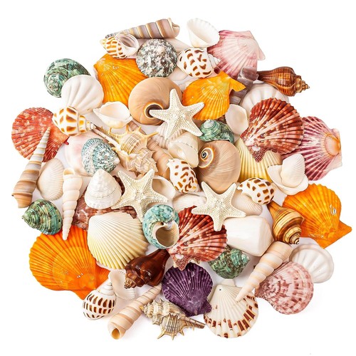 Mixed ocean seashells - set,, 15