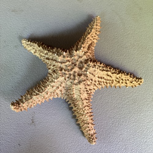 Large natural dried starfish - large,
