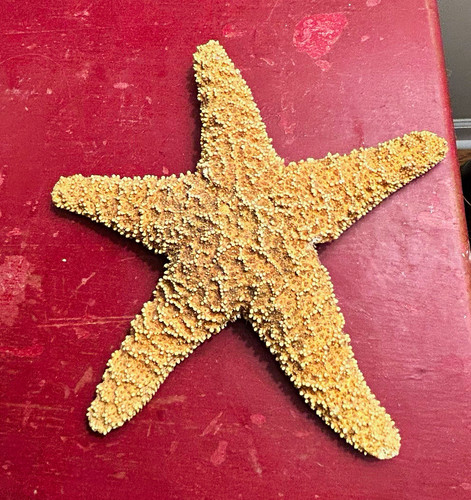 Natural dried starfish - dried,
