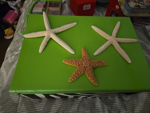 White starfish large coral - white,