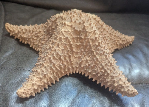 Large dried starfish inches - large,