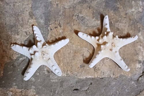 Large knobby starfish - large,