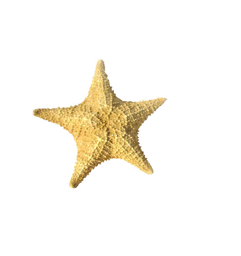 One large natural tan colored - one,