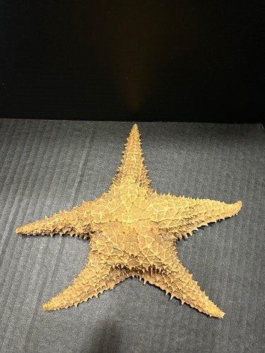 Sea starfish large tall - sea, 9.5”tall