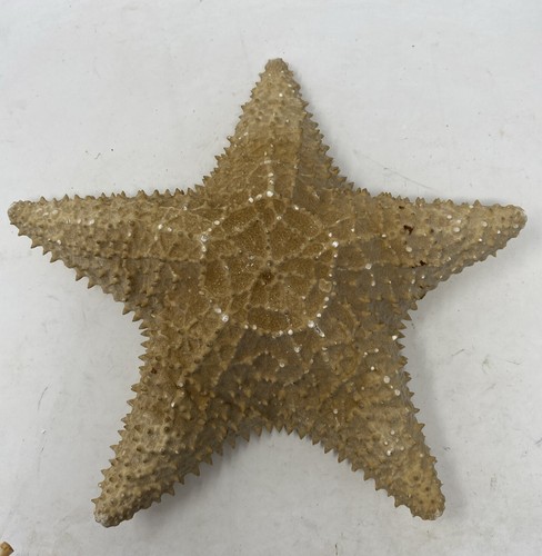 Vtg real starfish - real, dried