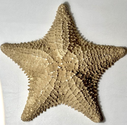 Vintage real starfish - vintage, large