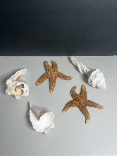 Lot large seashells and 2 - lot,