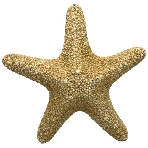 Large dried starfish asterias - dried,