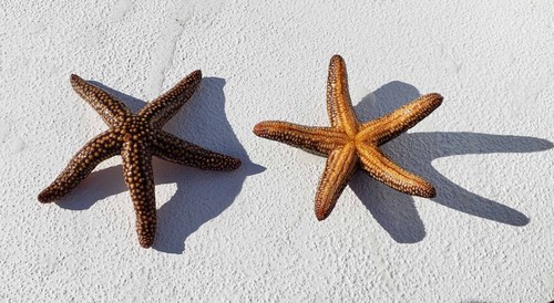 Large live starfish size - large,