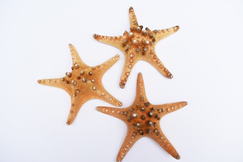 Large knobby starfish - xx-large,