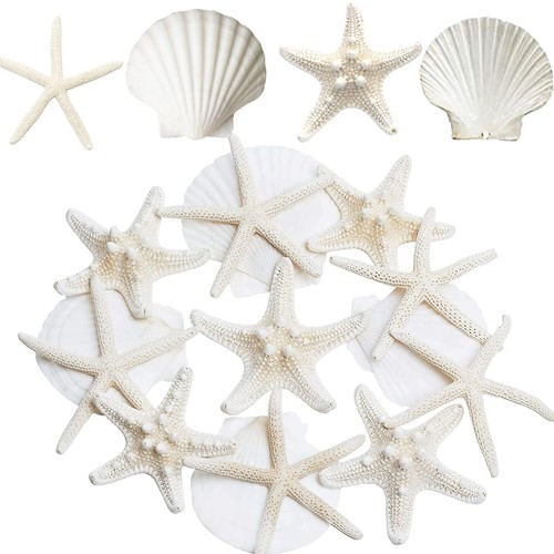 Large starfish scallop - starfish,