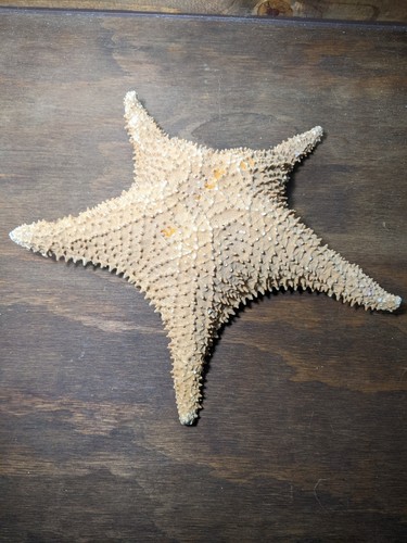 Dried large starfish - dried, display