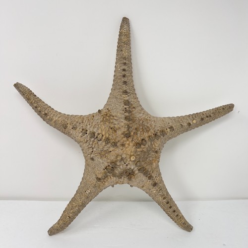 Large vintage natural - 15",