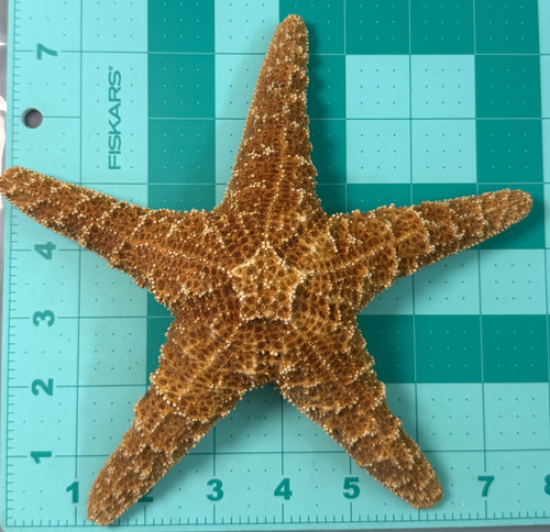 Large real sugar - large, starfish