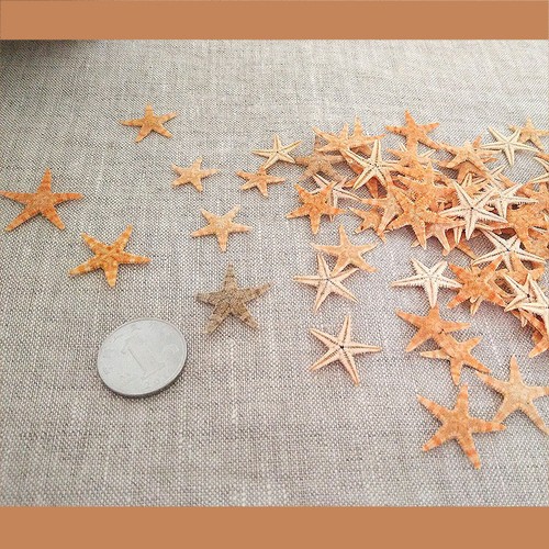 Tiny size dried - dried, starfish