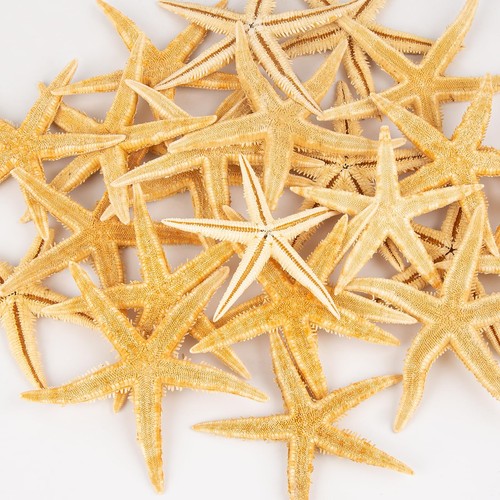 Pcs natural large starfish - pcs,