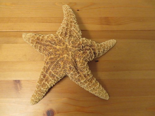 Vintage dried preserved large - vintage,