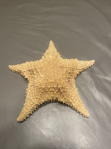 Vtg real starfish - vtg, dried