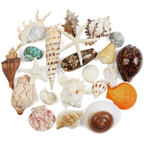 Pcs large seashells mixed - 22,