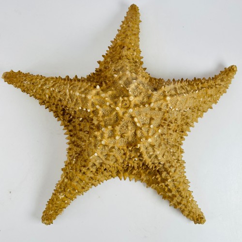 Large natural knobby - 10",