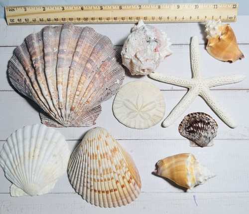 Lot large seashells - lot, of