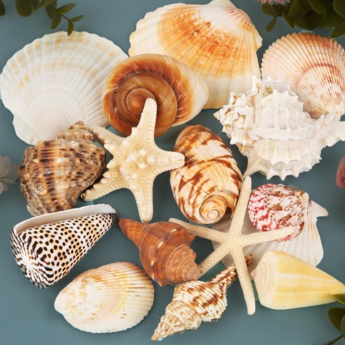 15pcs large seashells for - 15pcs,