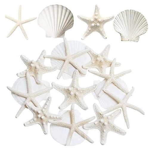 12pcs large starfish scallop - 12pcs,