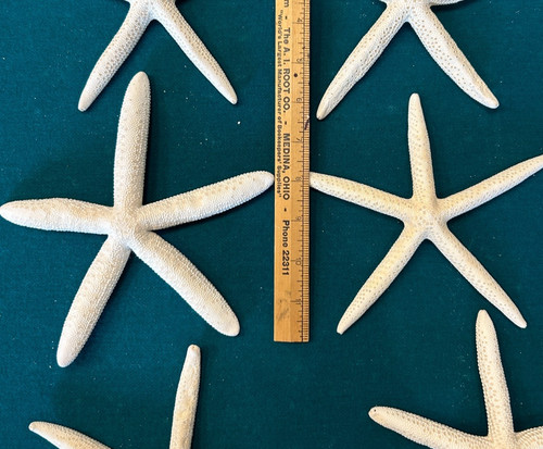 Nine large real white - nine,
