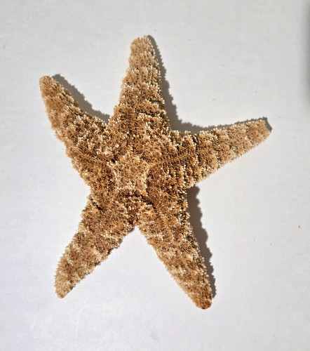 Large sugar starfish sea beach - sugar,