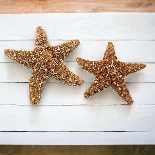 Real starfish décor - décor,