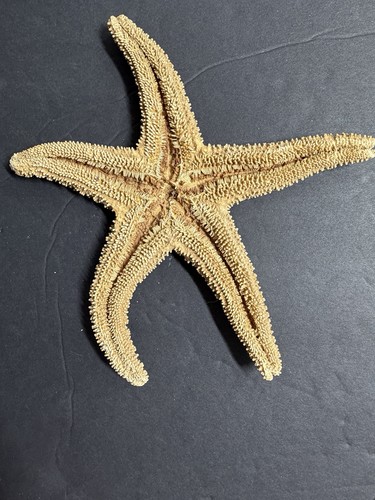 Natural dried starfish sea - starfish,