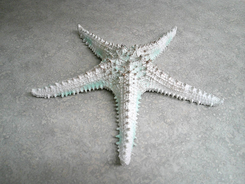 Large starfish shell beach - large,