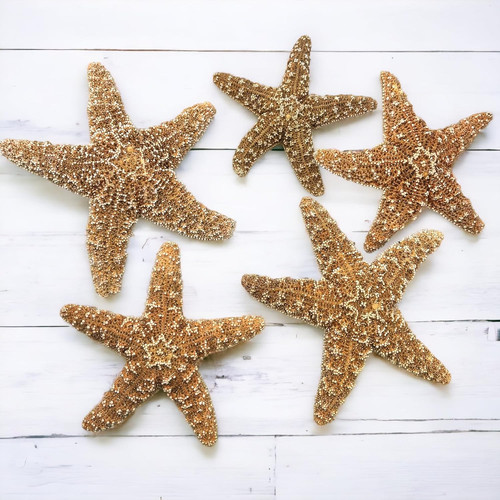 Real starfish decor 6 in - starfish, decor,