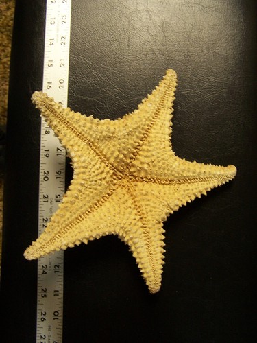 Large ocean sea star - large, over