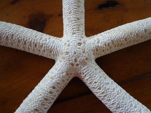 Starfish white authentic - white,