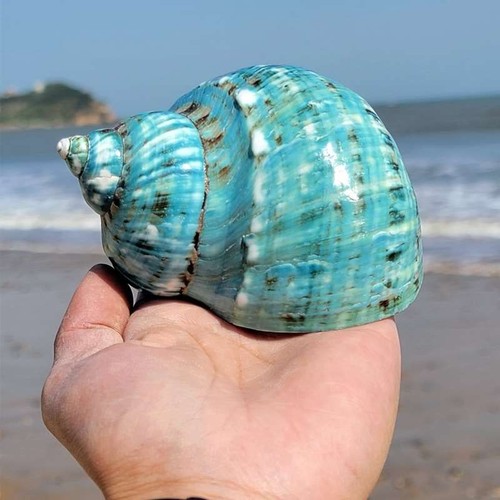 10cm natural sea shell - 10cm,