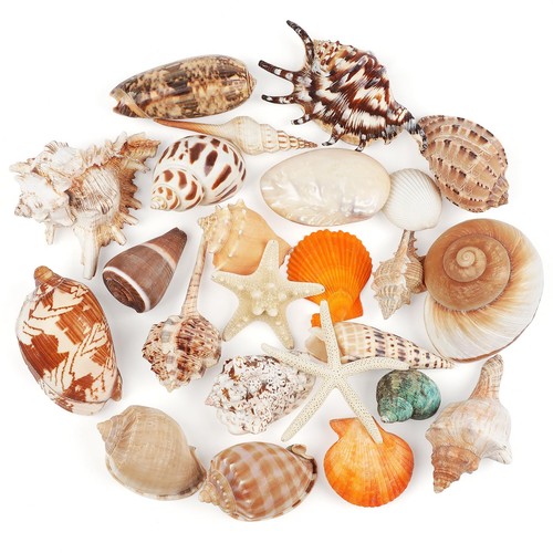 Pcs mixed natural - pcs, shell
