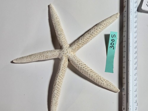 Large starfish skinny - 9",