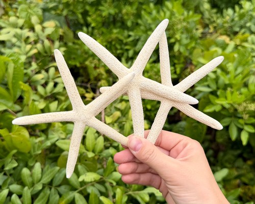 Pack large white finger - large,