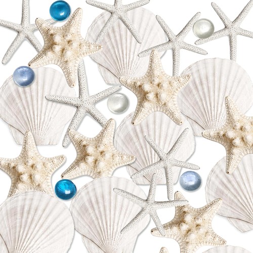 Large seashells 24 pcs - 3"-4",