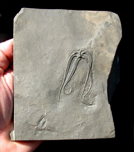 Beautiful large protaster - large,