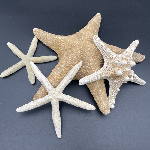 Lot vintage large sea - vintage,