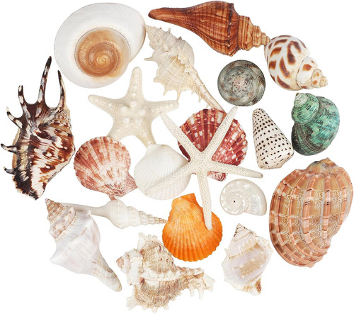 Pcs large seashells mixed - 20,