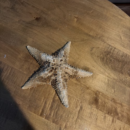 Inch large real dried sea - inch,